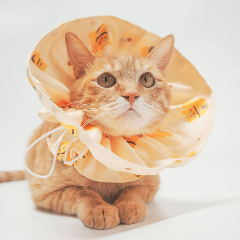 Adjustable Anti-scratch Cat Collar