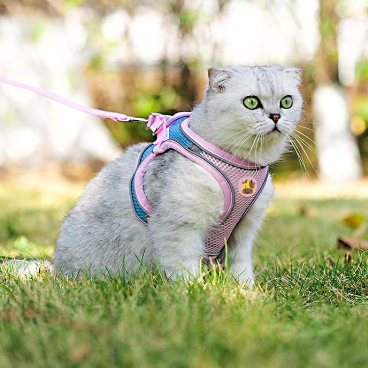 Mesh Reflective Cat Harness Leash – Glampawstore