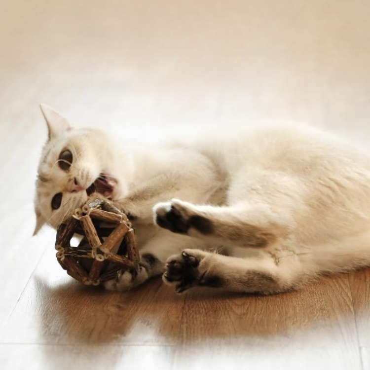 Pet Cats Chewing Natural Catip Toys