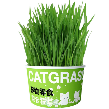 Pet Cat Grass Pet Snacks