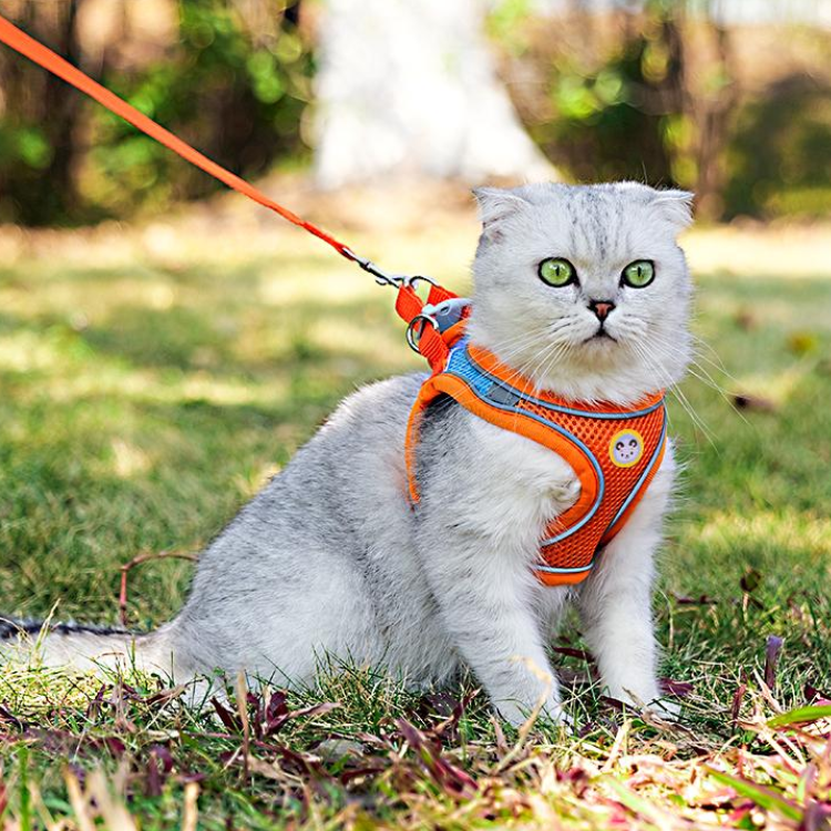 Mesh Reflective Cat Harness Leash – Glampawstore