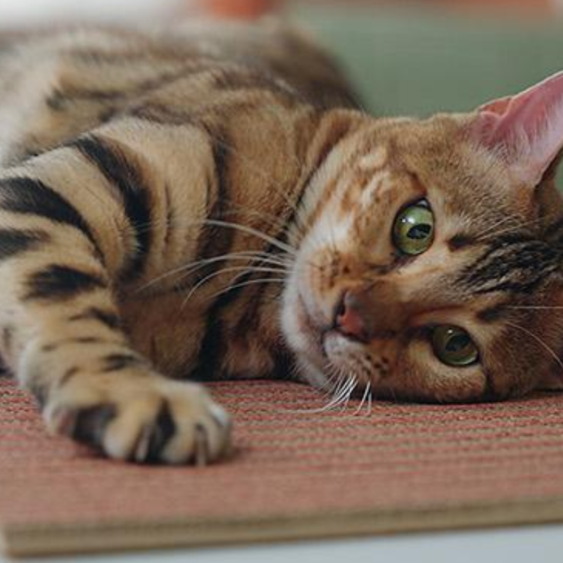 Natural Cork Cat Scratcher Mat