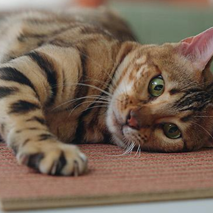 Natural Cork Cat Scratcher Mat