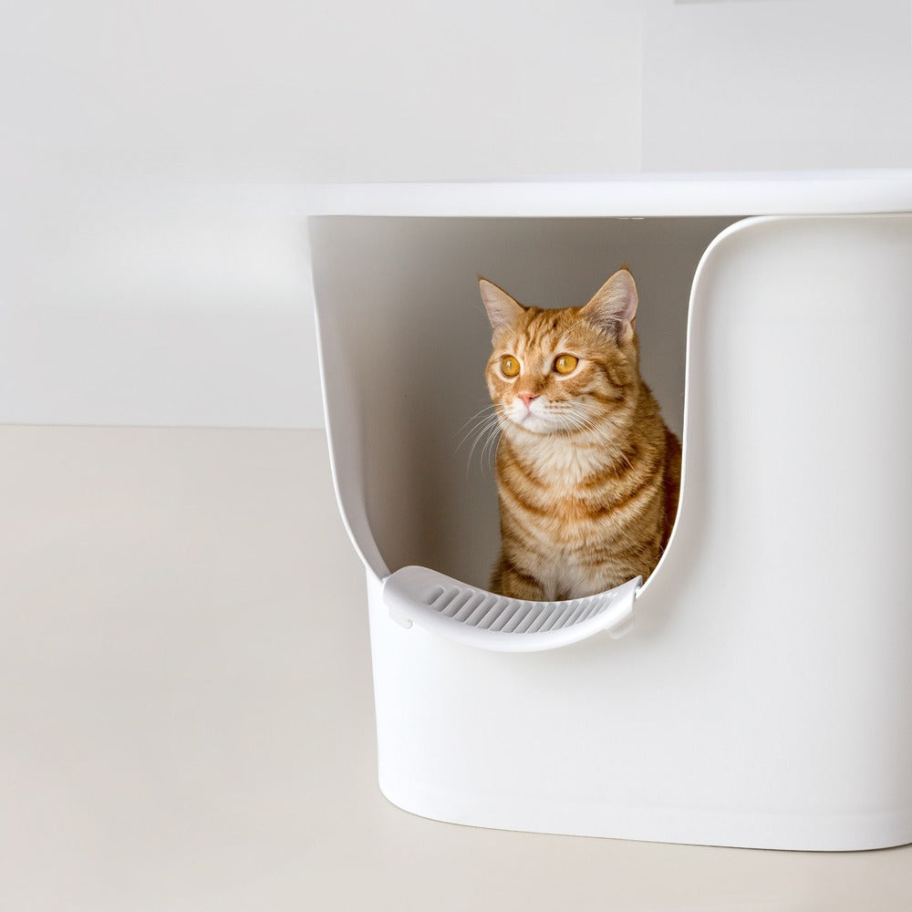 Tall 41 cm inner height lets big cats stand without hitting the top