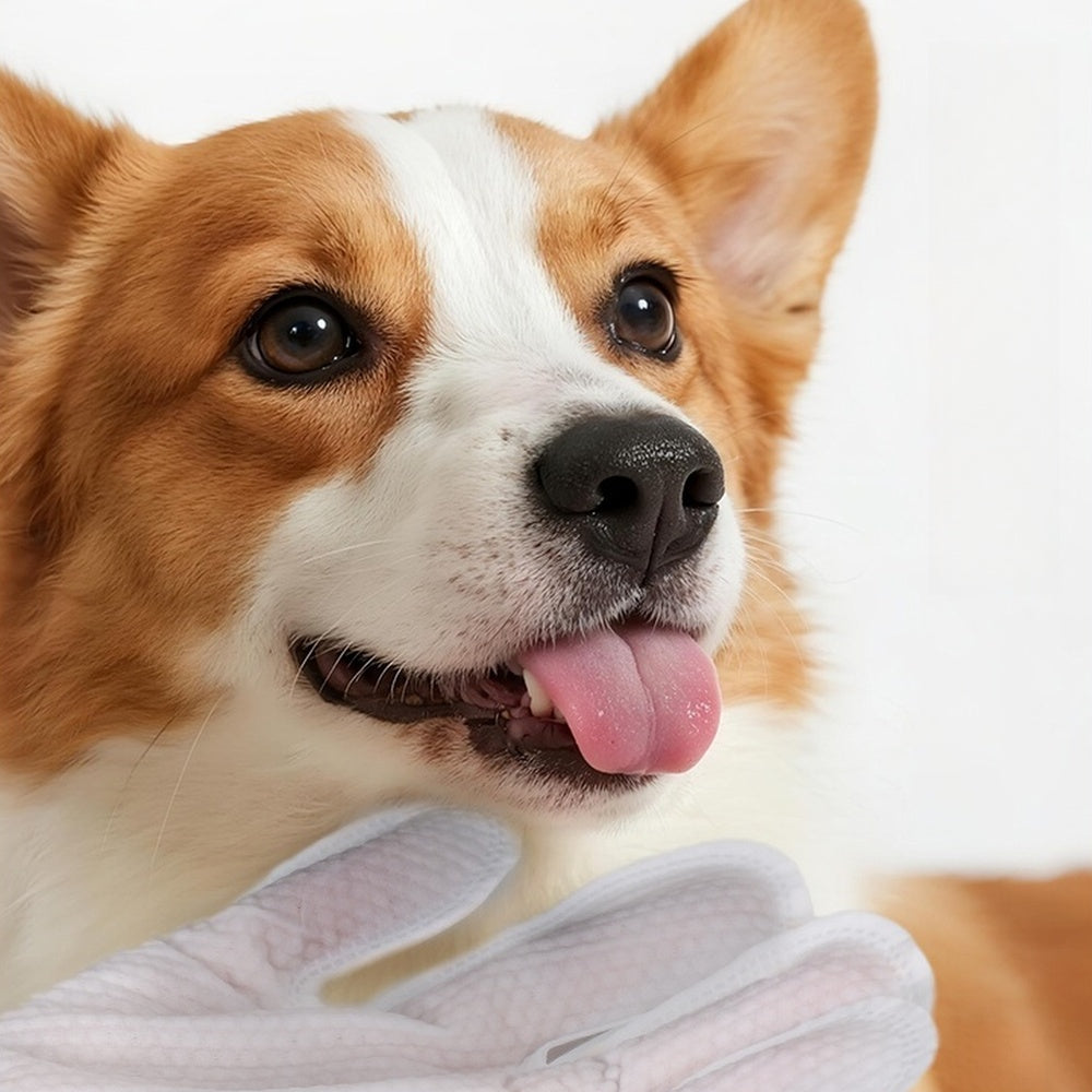 Happy corgi being wiped with a pet bath glove